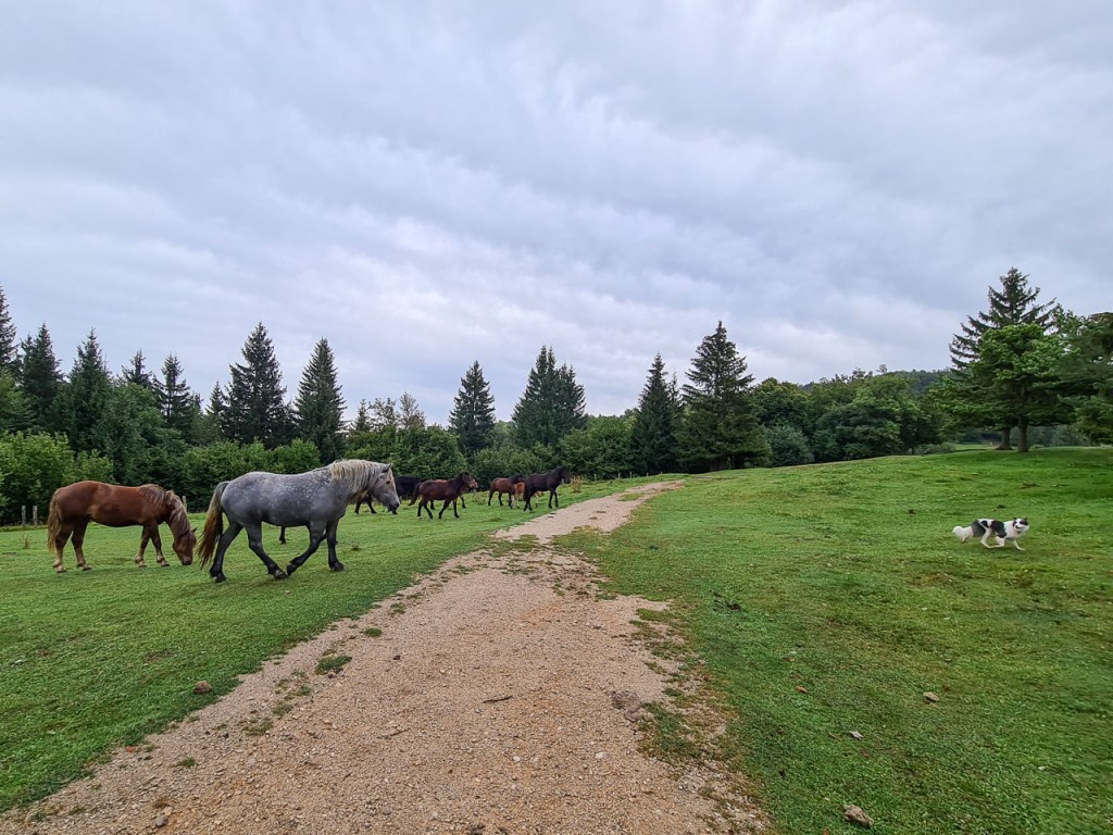 #579 • 2020. 08. 31. • Szlovénia: Cerknica (Gradišče, Velika Slivnica –&nbsp;Cimbivel)