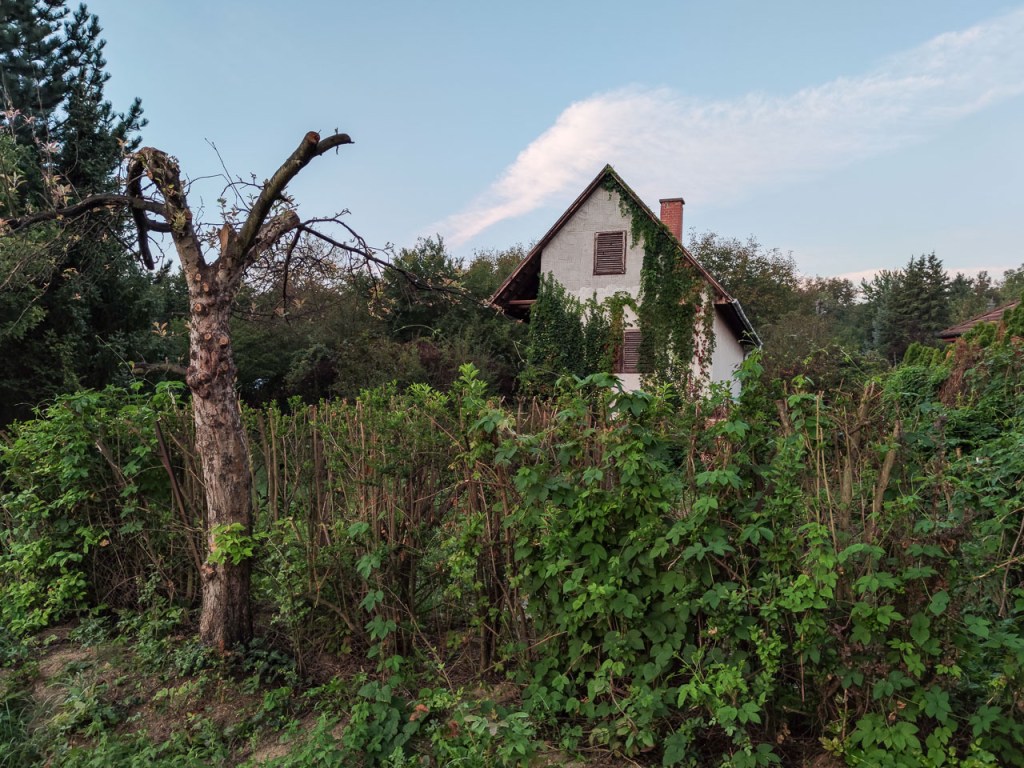 #581 • 2020. 09. 12. • Tahitótfalu: Farkasverem, Farkas-rét, Felsőhegy, Hegyesd, Cseresznyés-völgy (Cimbivel)