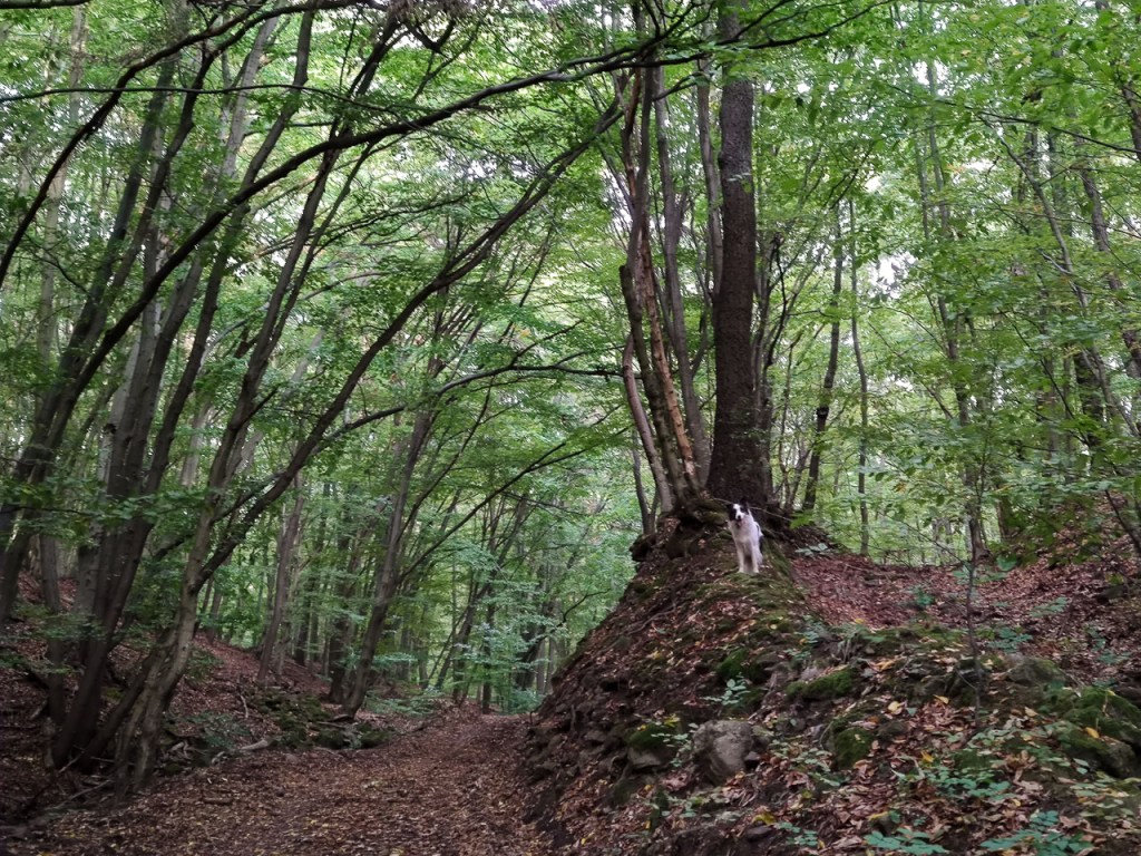 #585 • 2020. 10. 10. • Leányfalu&nbsp;(Cimbivel)