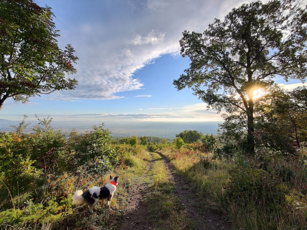 #586 • 2020. 10. 18. • Leányfalu: Felső-erdő, Rekettyés-tó, Csíkos-tó, Gyulai Pál emlékmű&nbsp;(Cimbivel)