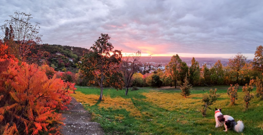 #588 • 2020. 11. 01. • Pécs: Niké-szobor park, Állatkert, Tv-torony (Mecsek #28 –&nbsp;Cimbivel)