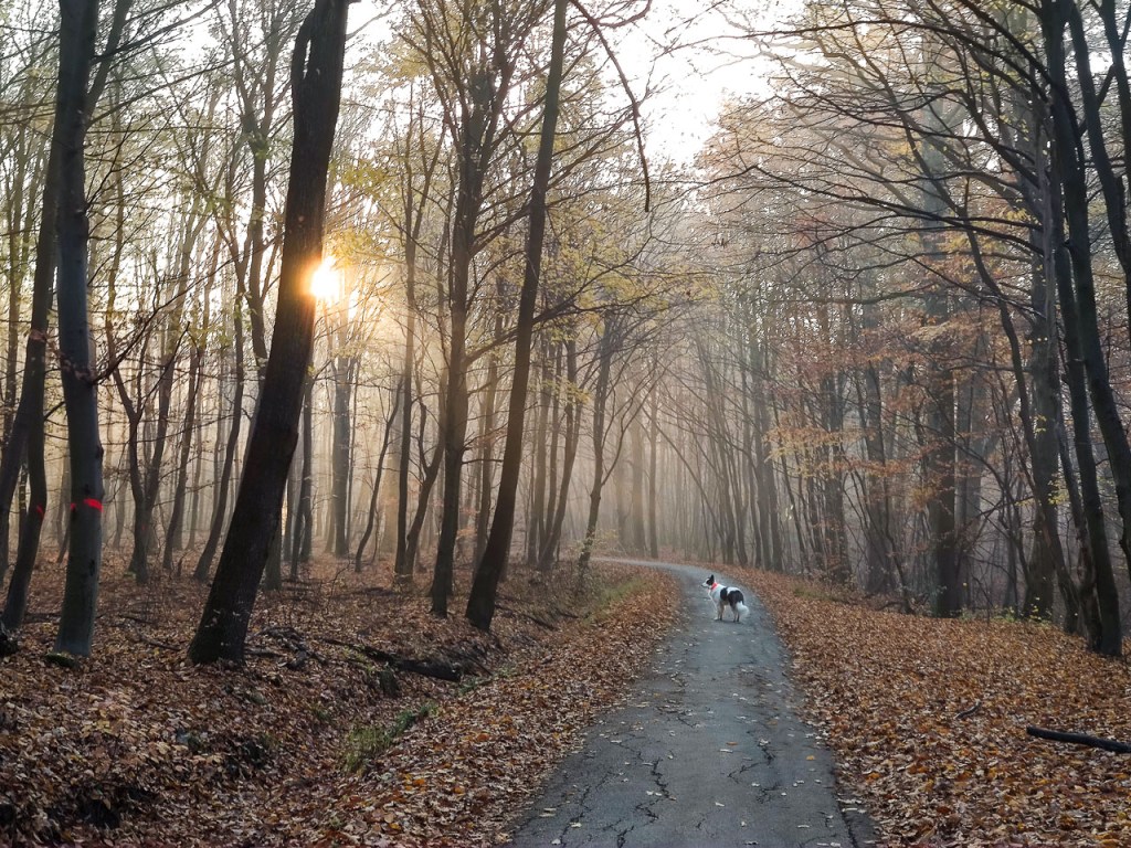 #589 • 2020. 11. 08. • Pilisszentlászló – Dunabogdány: Szent László-hegy, Pap-rét – Tahitótfalu – Leányfalu&nbsp;(Cimbivel)