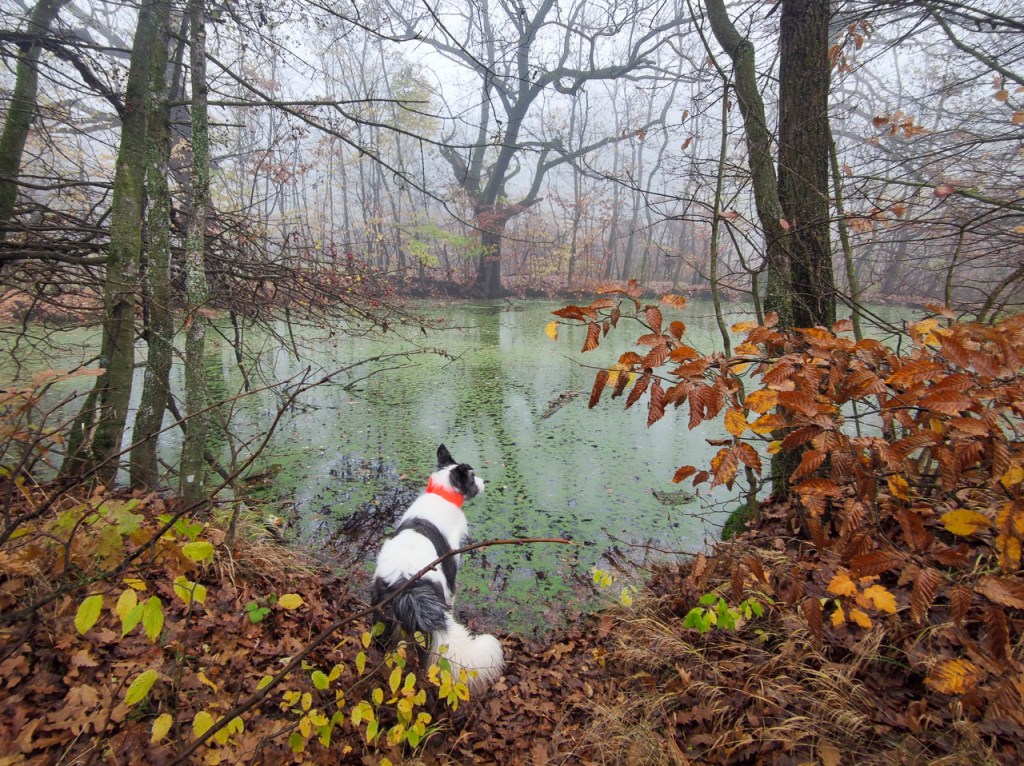 #590 • 2020. 11. 14. • Pilisszentlászló – Dunabogdány: Szent László-hegy, Pap-rét – Tahitótfalu: Teknős hát&nbsp;(Cimbivel)