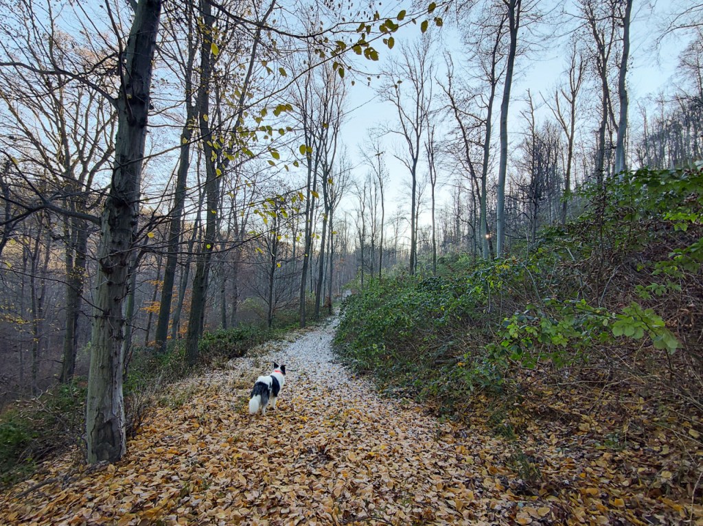 #591 • 2020. 11. 22. • Pilisszentlászló – Dunabogdány: Szent László-hegy, Pap-rét – Tahitótfalu&nbsp;(Cimbivel)