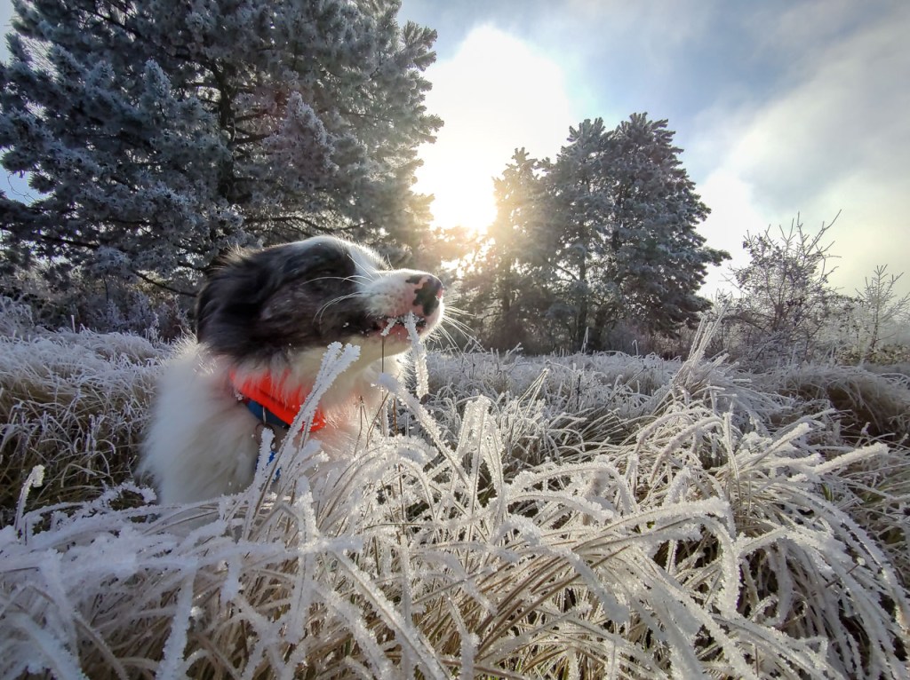 #592 • 2020. 11. 29. • Pilisszentlászló – Dunabogdány: Szent László-hegy, Pap-rét, Urak asztala – Visegrád&nbsp;(Cimbivel)