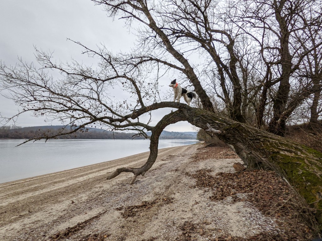 #593 • 2020. 12. 06. • Kisoroszi&nbsp;(Cimbivel)