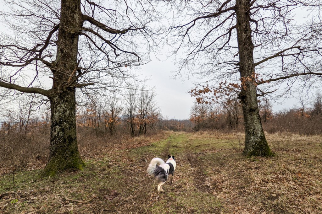 #602 • 2021. 02. 07. • Mecseknádasd: Templom-hegy (Mecsek #29 –&nbsp;Cimbivel)