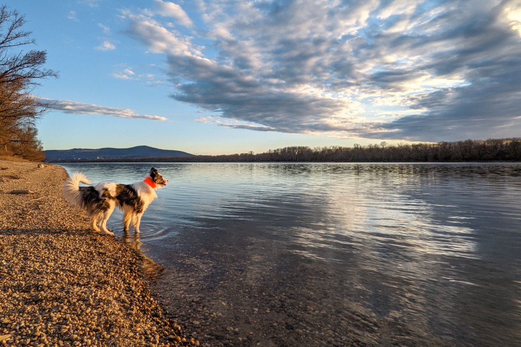 #609 • 2021. 03. 28. • Tahitótfalu&nbsp;(Cimbivel)