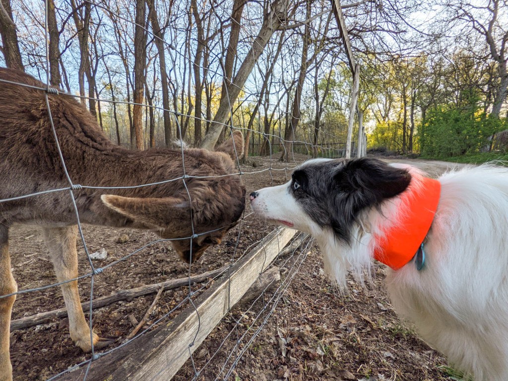 #613 • 2021. 04. 24. • Tahitótfalu&nbsp;(Cimbivel)