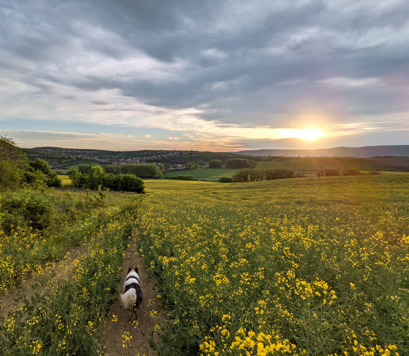 #617 • 2021. 05. 22. • Dág – Sárisáp – Csolnok (Cimbivel)
