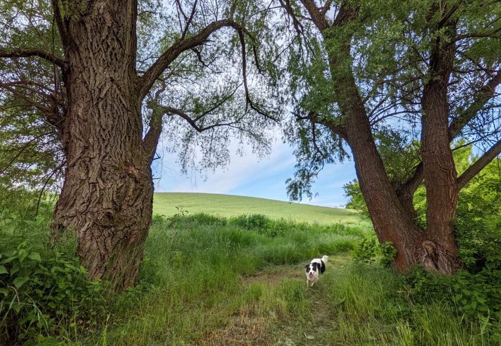 #618 • 2021. 05. 29. • Csolnok – Annavölgy – Sárisáp&nbsp;(Cimbivel)