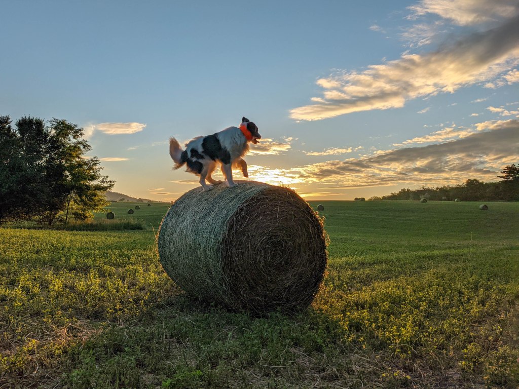 200×200 km projekt • 2021. 06. 12. • Csolnok – Tokod: Miklós-berek&nbsp;Cimbivel