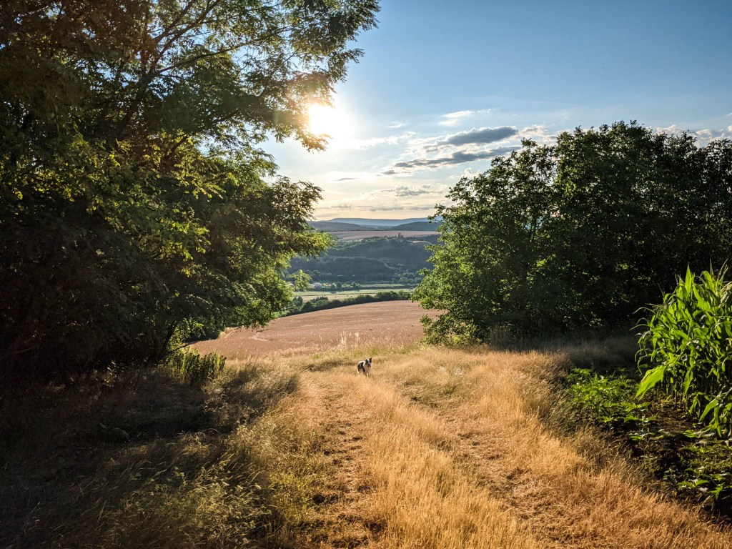 200×200 km projekt • 2021. 07. 10. • Tokod – Annavölgy – Nagysáp: Bodói-domb, Nádas-domb&nbsp;Cimbivel