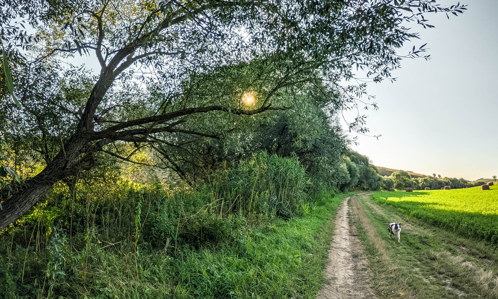 200×200 km projekt • 2021. 08. 08. • Sárisáp: Sárisápi szikla (Kőszikla-hegy) Cimbivel