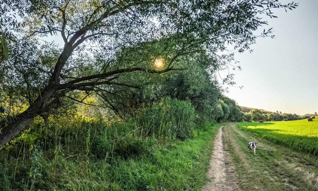 200×200 km projekt • 2021. 08. 08. • Sárisáp: Sárisápi szikla (Kőszikla-hegy)&nbsp;Cimbivel
