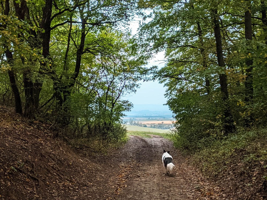200×200 km projekt • 2021. 09. 19. • Süttő – Neszmély: Zsenge-hágó, Gombáspuszta, Csonka-dűlő, Rókás-berek&nbsp;Cimbivel