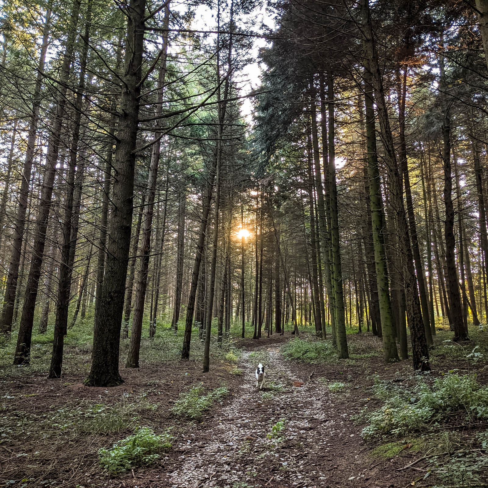 200×200 km projekt • 2021. 10. 02. • Neszmély: Neszmélyi arborétum, Nagy-Somló – Dunaszentmiklós Cimbivel
