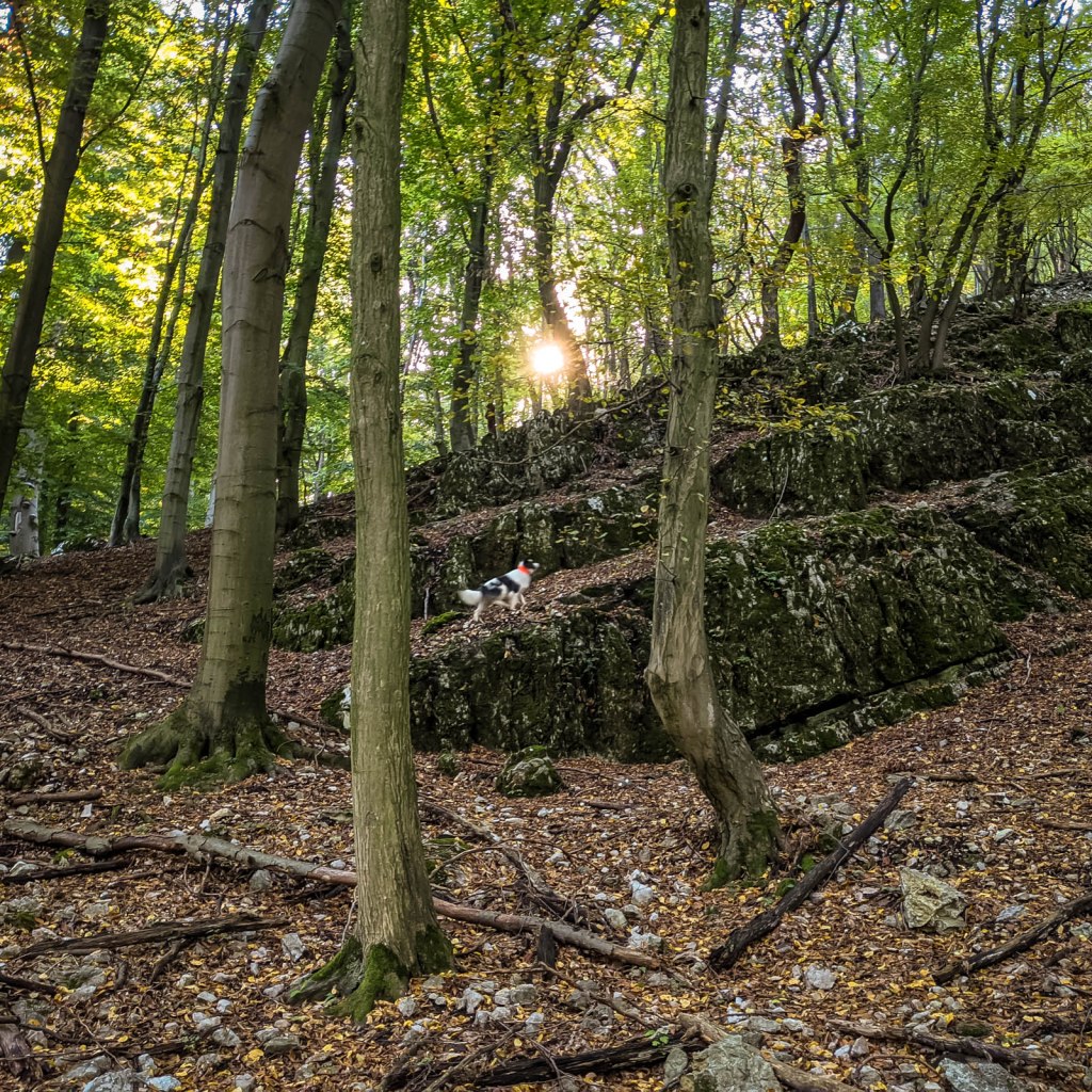 200×200 km projekt • 2021. 10. 09. • Tardos: Alsó-Látó-hegy – Neszmély: Nyerges-hegy, Borz-hegy – Dunaszentmiklós&nbsp;Cimbivel