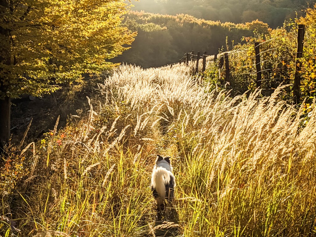 200×200 km projekt • 2021. 10. 23. • Tata (Agostyán) – Dunaszentmiklós – Szomód: Nagy-Dobó&nbsp;Cimbivel