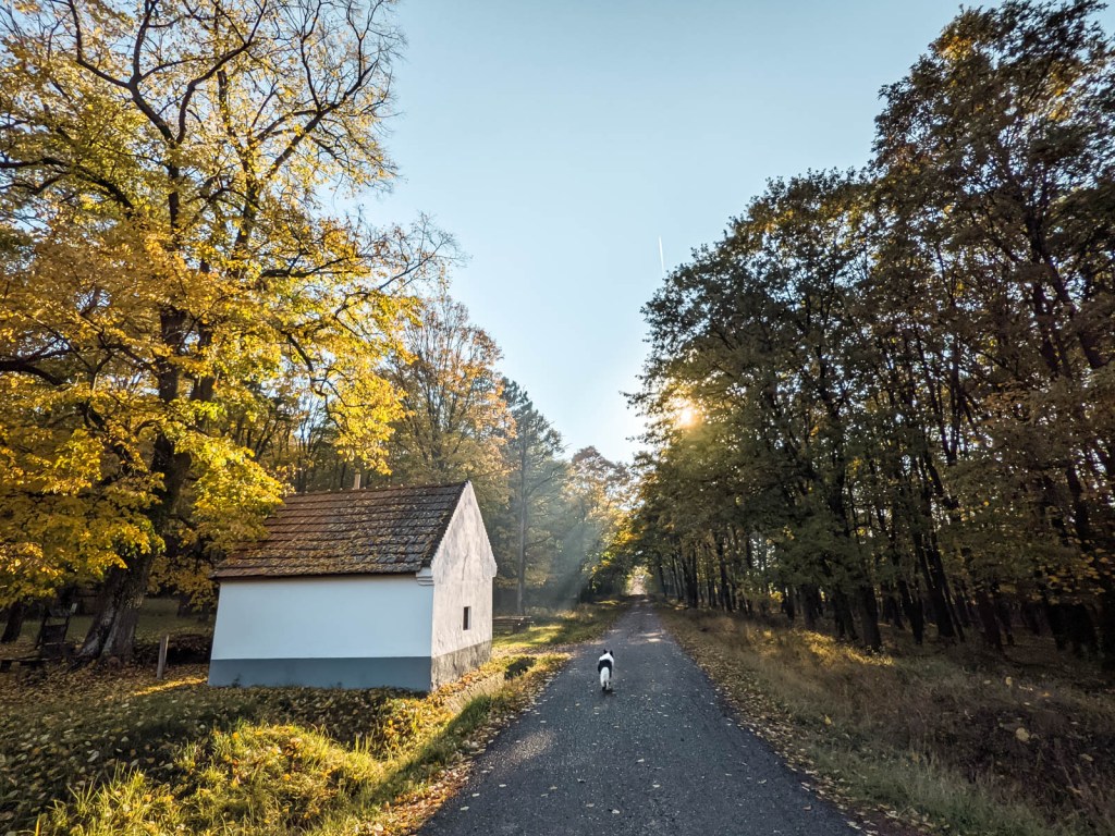 200×200 km projekt • 2021. 10. 30. • Apátvarasd – Zengővárkony – Mecseknádasd Cimbivel (Mecsek&nbsp;#32)