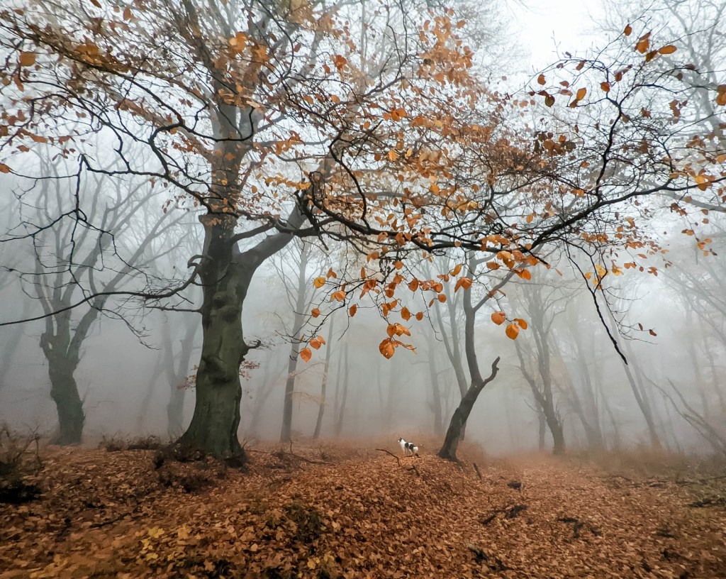 200×200 km projekt • 2021. 11. 13. • Tardos: Gorba-tető, Gyenyiszka&nbsp;Cimbivel