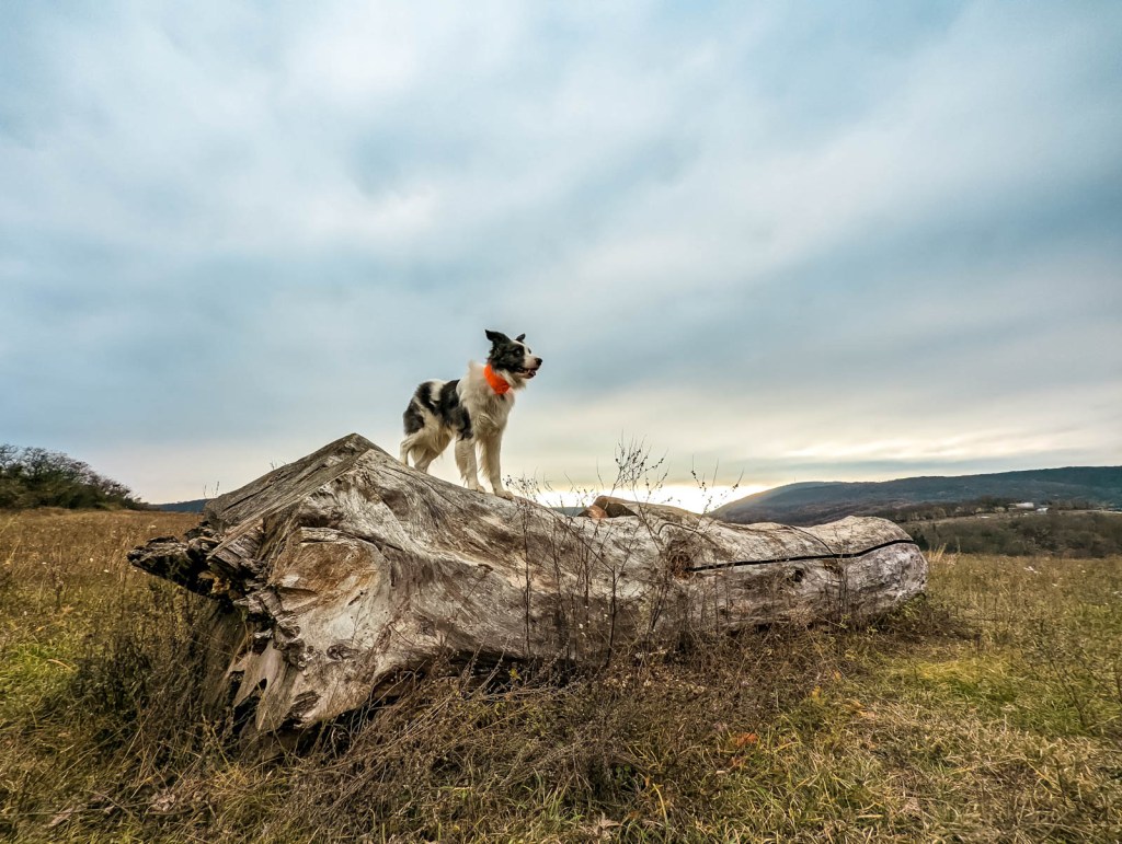 200×200 km projekt • 2021. 11. 20. • Tata (Agostyán)&nbsp;Cimbivel