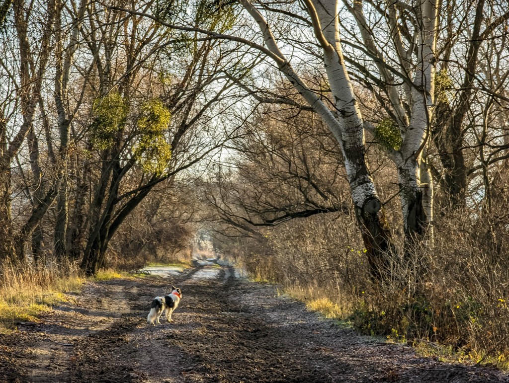 200×200 km projekt • 2021. 12. 04. • Szomód&nbsp;Cimbivel