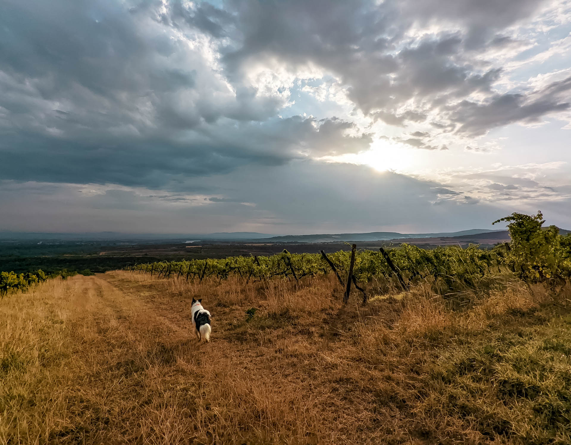 200×200 km projekt • 2022. 08. 20. • Neszmély: Meleges-hegy – Dunaszentmiklós Cimbivel