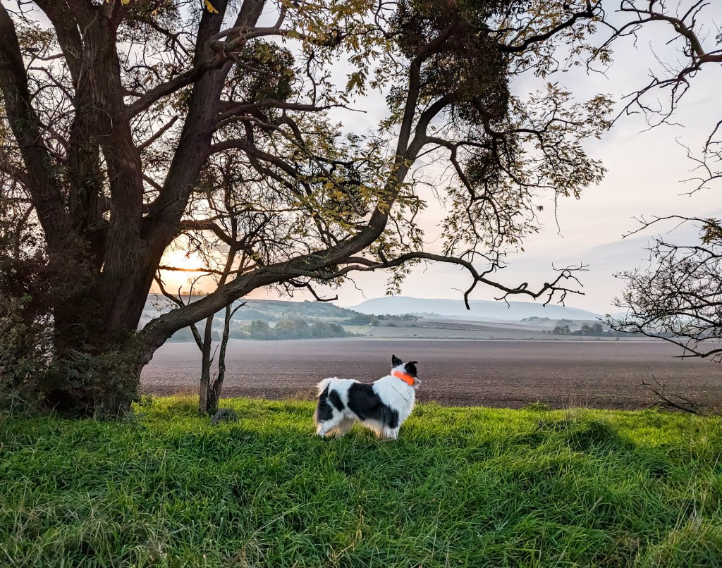 200×200 km projekt • 2022. 10. 22. • Szomód&nbsp;Cimbivel