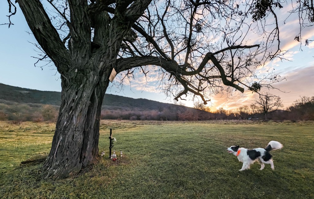 200×200 km projekt • 2022. 12. 25. • Vértesszőlős – Baj&nbsp;Cimbivel