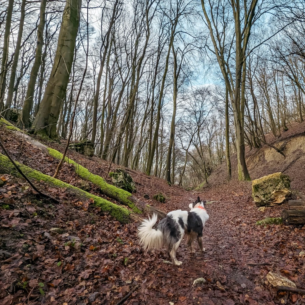 200×200 km projekt • 2023. 01. 14. • Vértesszőlős: Vaskapu&nbsp;Cimbivel