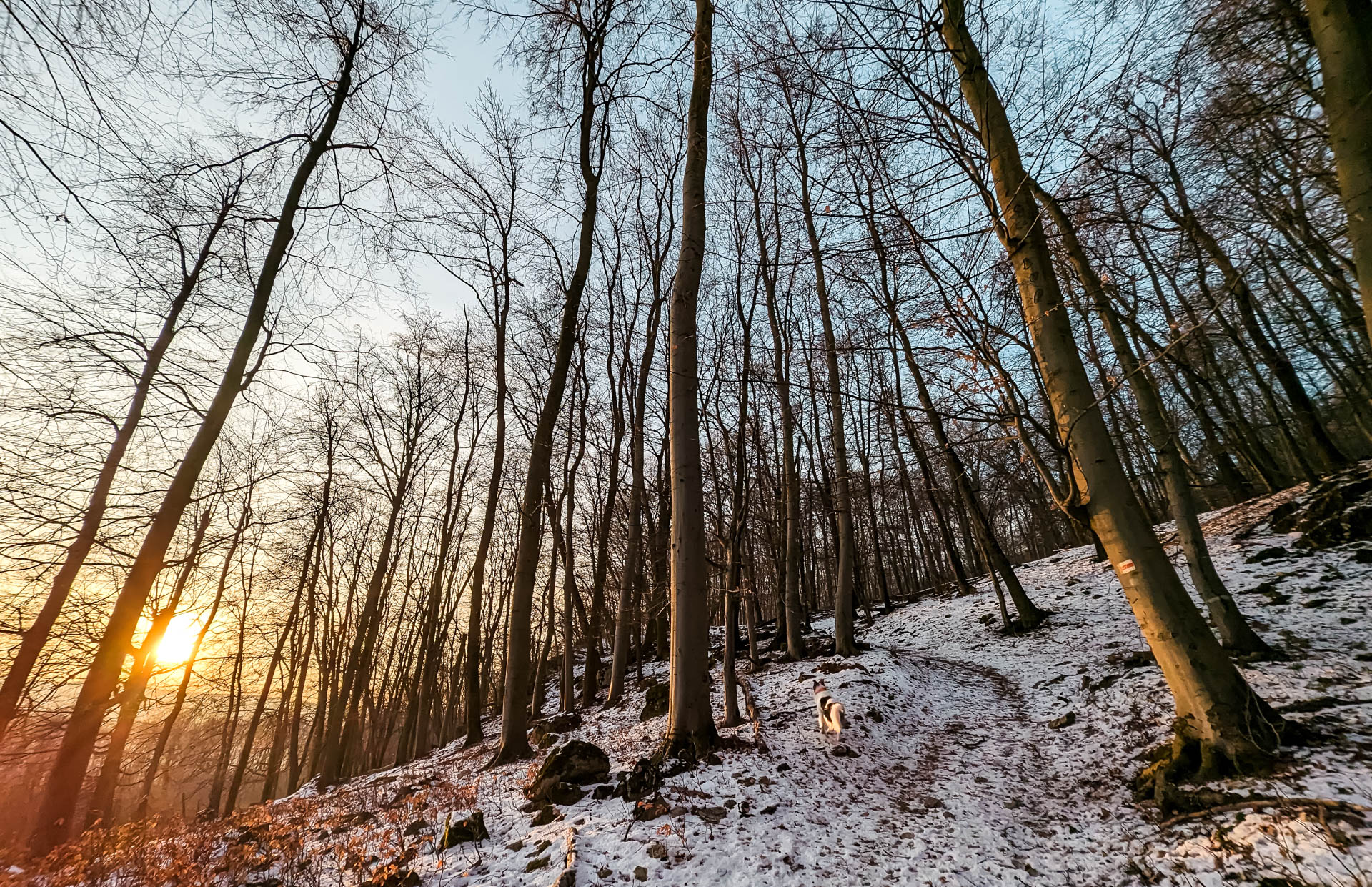 200×200 km projekt • 2023. 02. 11. • Vértestolna – Baj: Kappan-bükk – Vértesszőlős Cimbivel