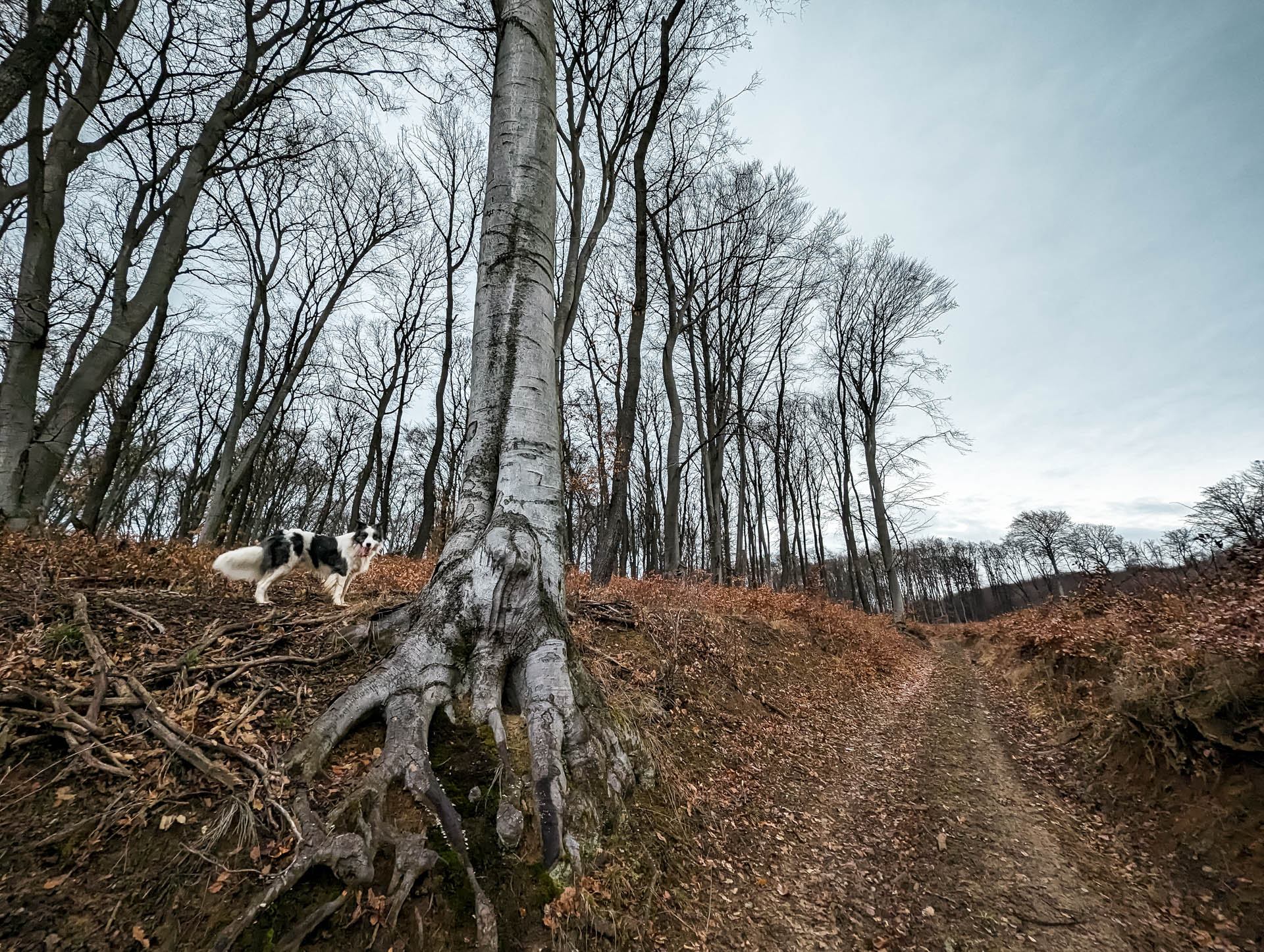 200×200 km projekt • 2023. 02. 19. • Vértesszőlős: előember-telep – Baj: Meszes-bükk Cimbivel