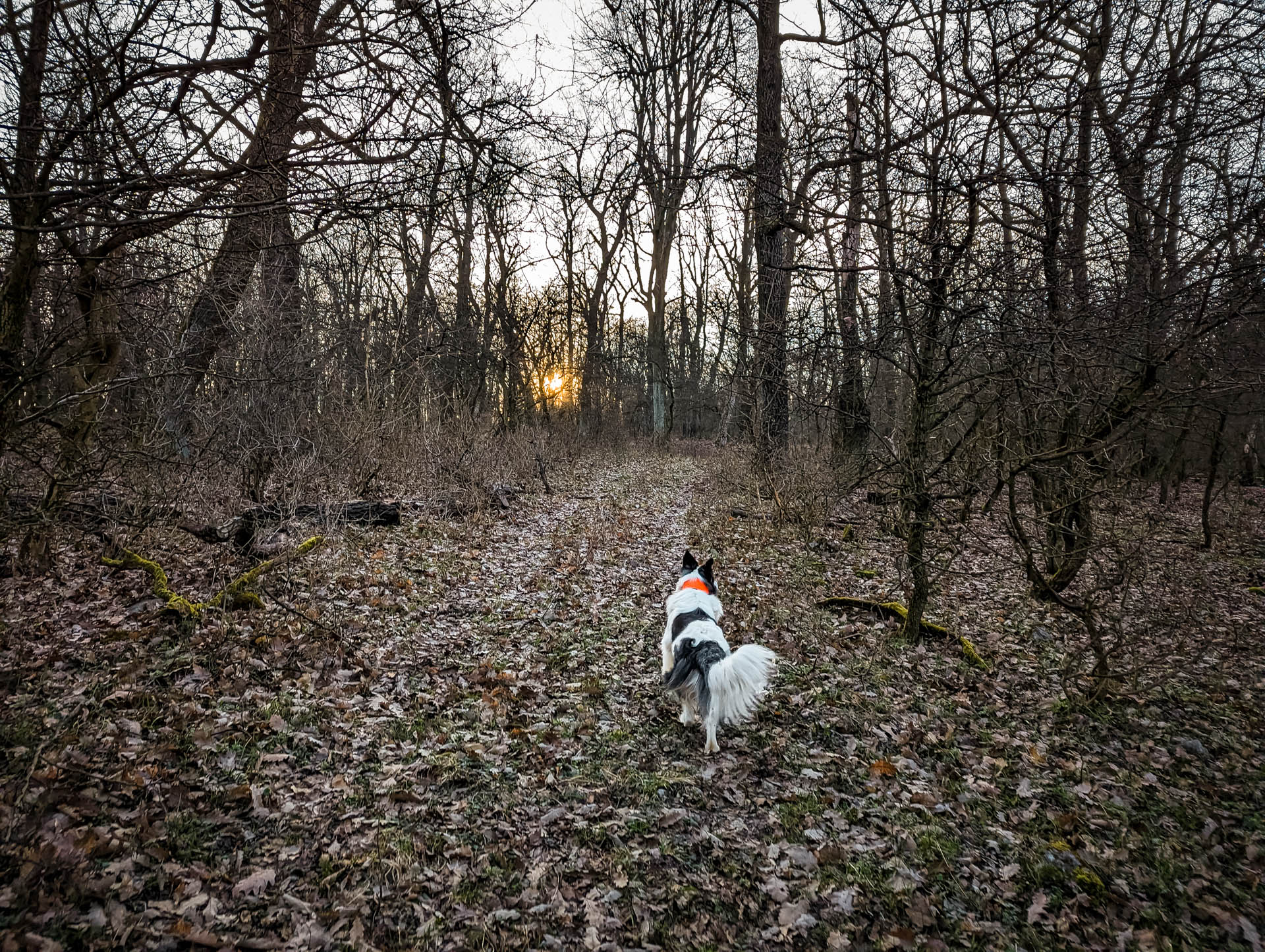 200×200 km projekt • 2023. 03. 12. • Vértestolna – Baj: Öreg-Kovács-hegy, Szénás hegy Cimbivel