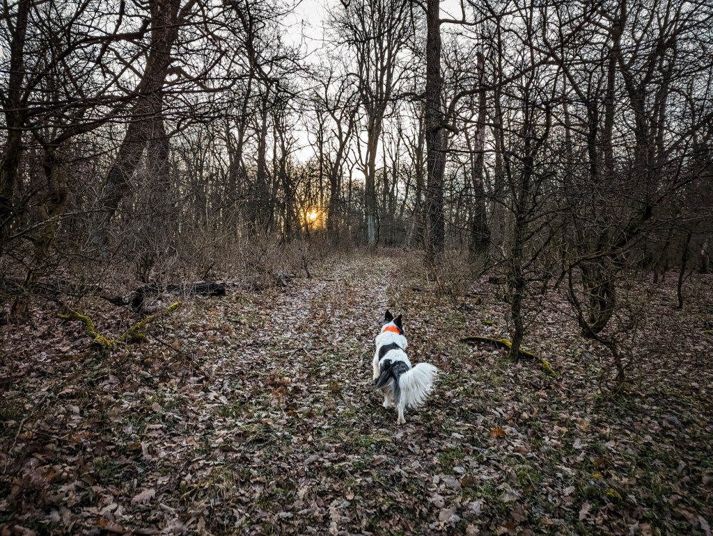 200×200 km projekt • 2023. 03. 12. • Vértestolna – Baj: Öreg-Kovács-hegy, Szénás hegy&nbsp;Cimbivel