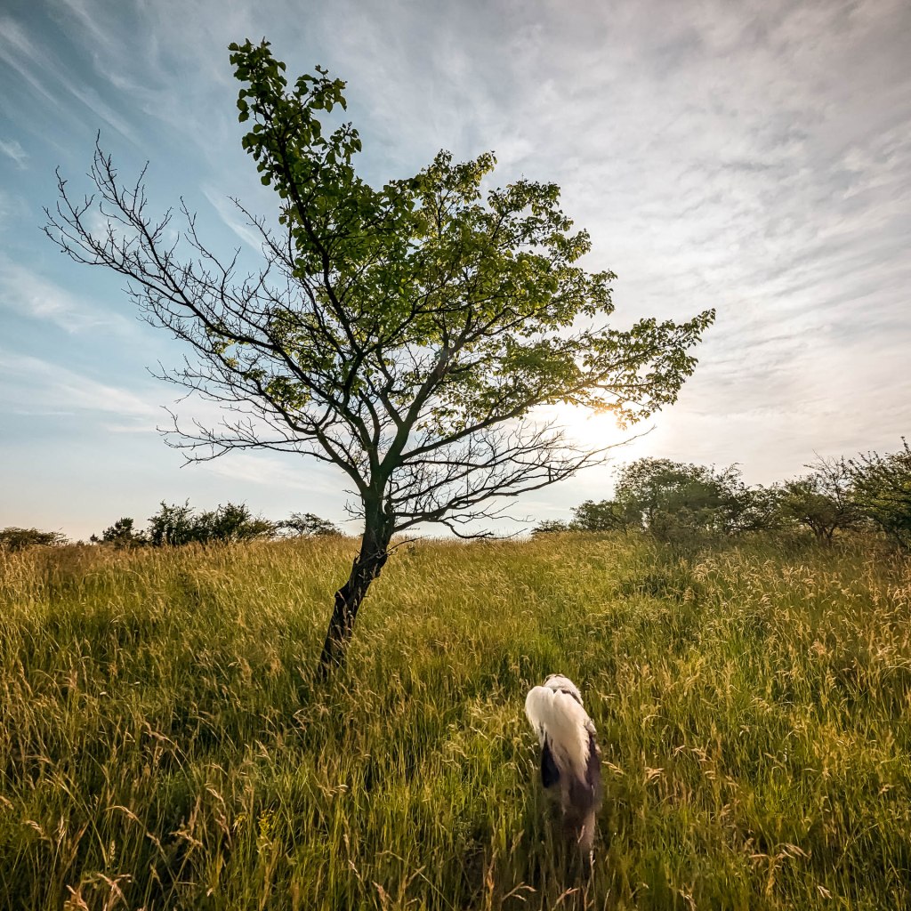 200×200 km projekt • 2023. 06. 03. • Lábatlan: Búzás-hegy&nbsp;Cimbivel