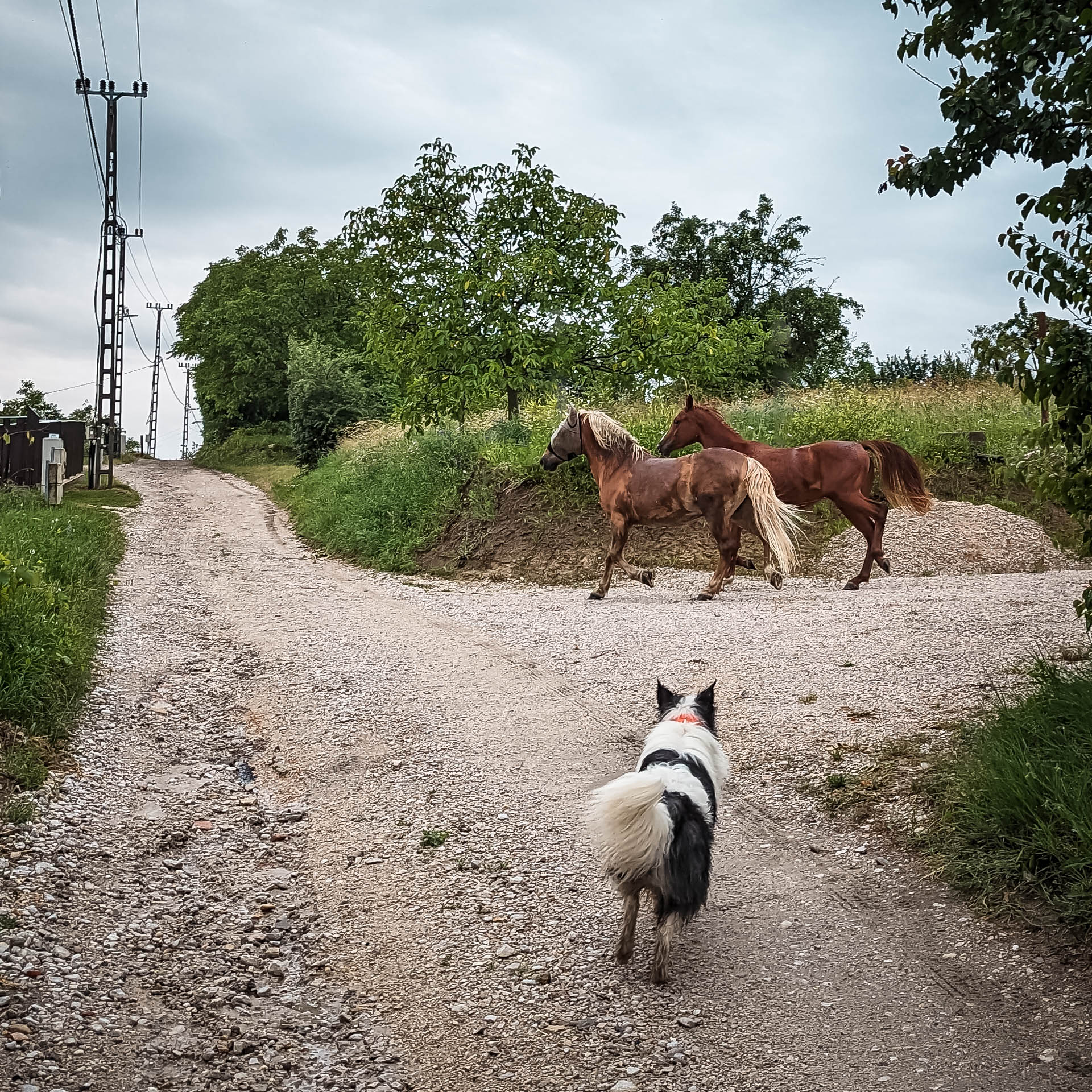 200×200 km projekt • 2023. 06. 25. • Nyergesújfalu: Sánci-szőlők Cimbivel