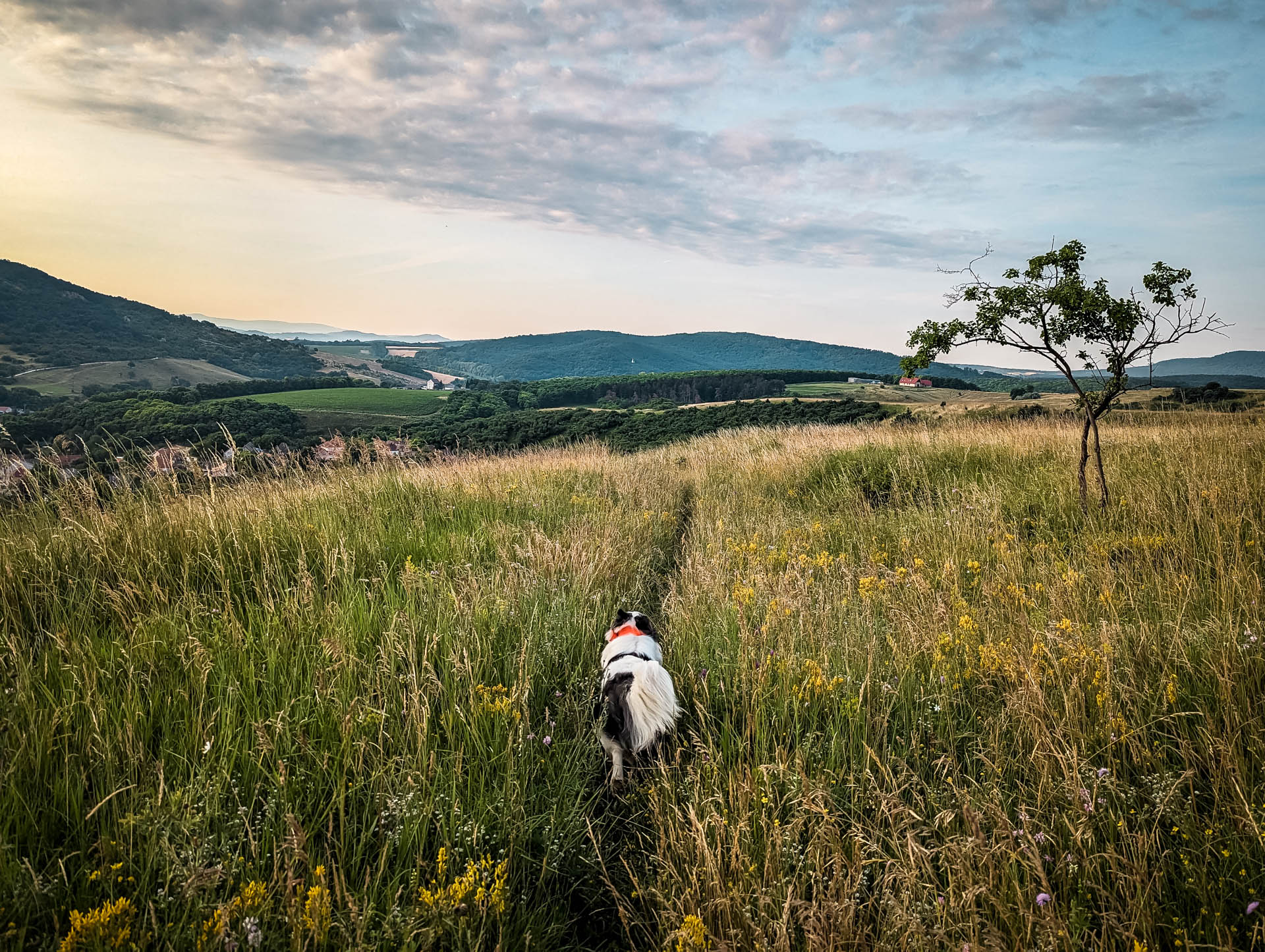 200×200 km projekt • 2023. 07. 01. • Nyergesújfalu: Kutya-hegy, Magyar-hegy – Bajót Cimbivel
