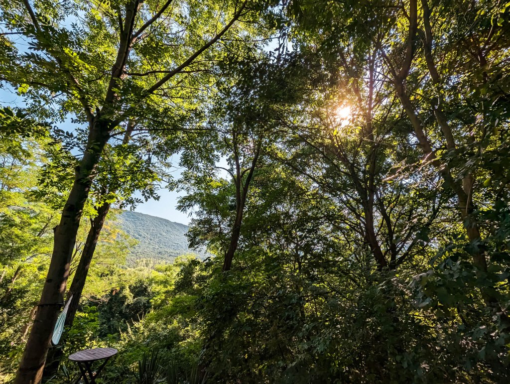 Van egy kis&nbsp;erdőm