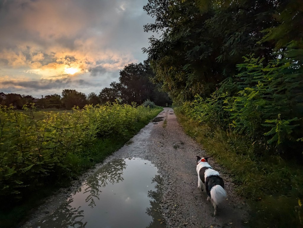 200×200 km projekt • 2023. 08. 05. • Tát – Tokod: Sas-hegy&nbsp;Cimbivel