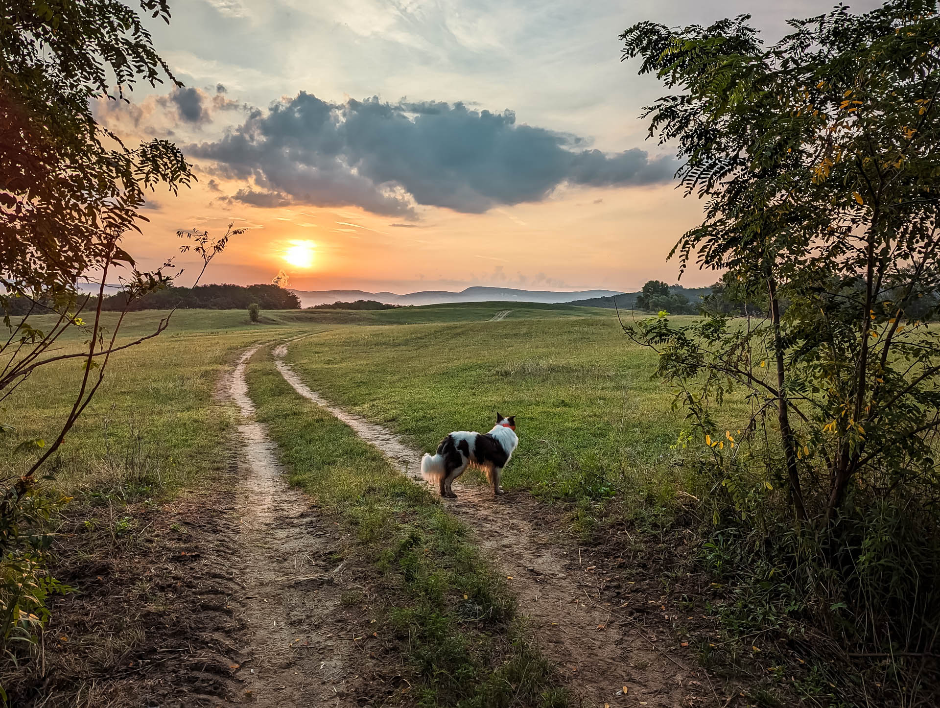 200×200 km projekt • 2023. 08. 19. • Tokod: Várberek – Tokodaltáró: Oldal-földek Cimbivel