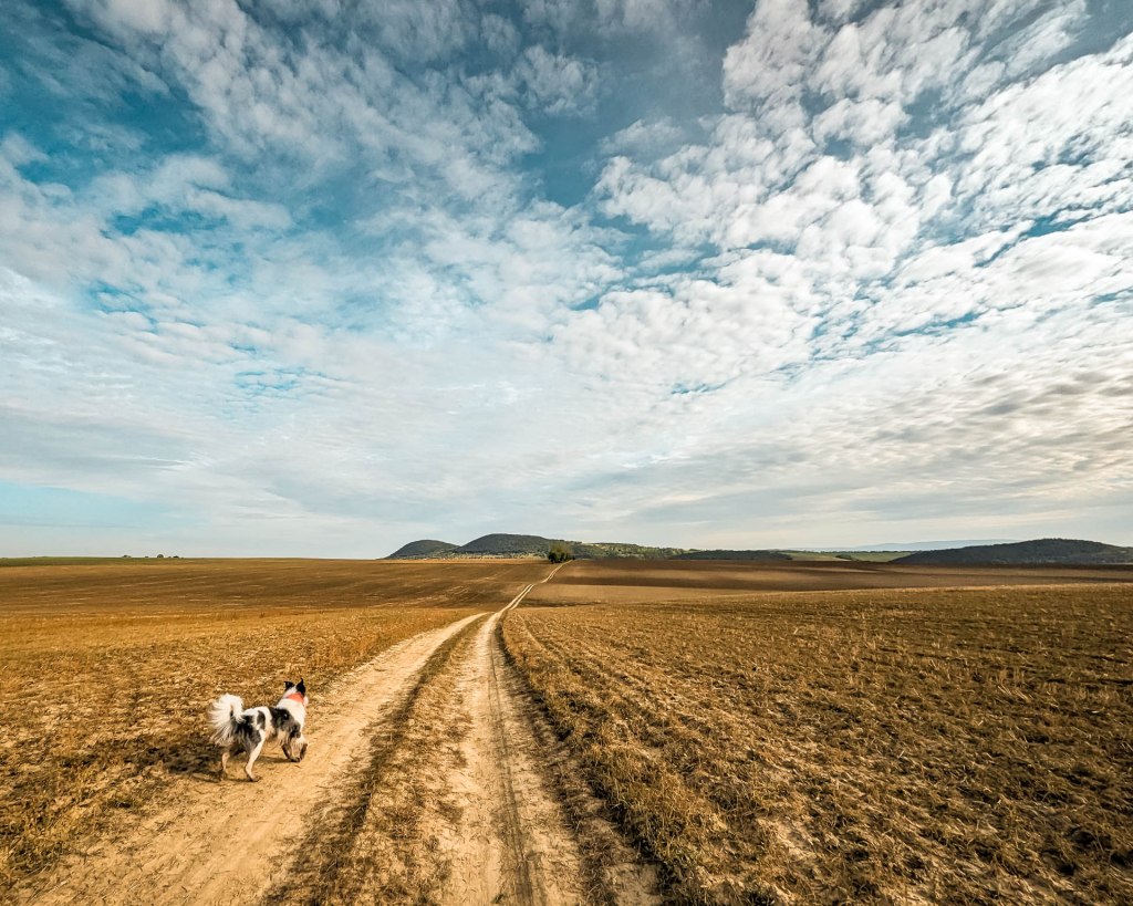 200×200 km projekt • 2023. 10. 07. • Bajna: Öreg-Nyulas&nbsp;Cimbivel