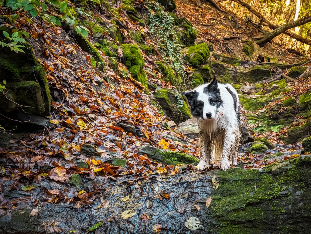 200×200 km projekt • 2023. 11. 12. • Mecseknádasd: Réka-völgy – Zengővárkony – Óbánya Cimbivel (Mecsek&nbsp;#40)