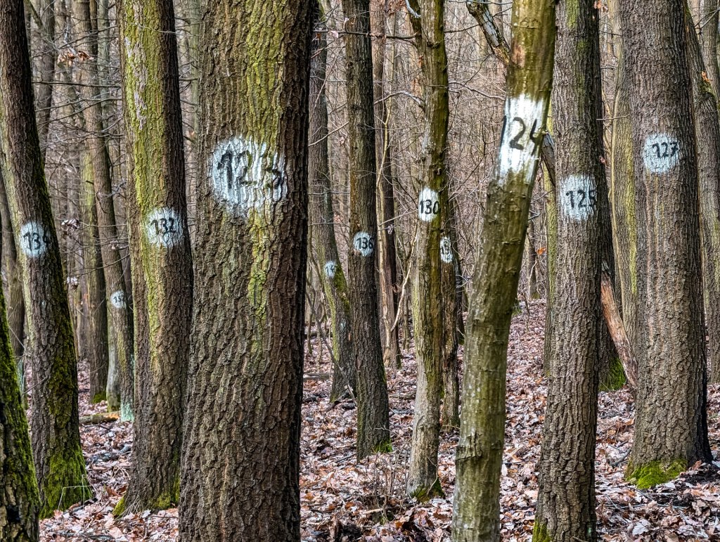 200×200 km projekt • 2024. 02. 04. • Tarján – Vértestolna – Tatabánya&nbsp;Cimbivel
