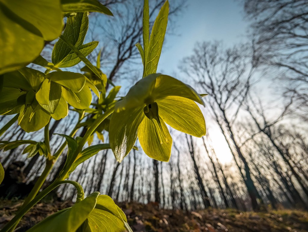200×200 km projekt • 2024. 03. 09. • Zengővárkony: Kecske-hát Cimbivel (Mecsek&nbsp;#42)