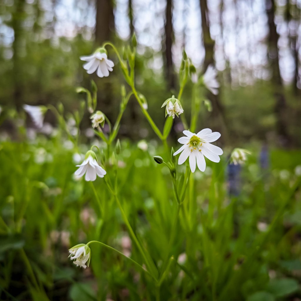 200×200 km projekt • 2024. 04. 06. • Tarján: Határ-erdők&nbsp;Cimbivel