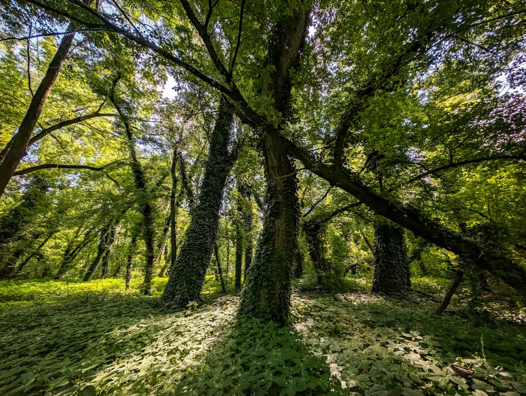 200×200 km projekt • 2024. 05. 11–12. • Budapest: Hármashatárhegyi repülőtér, Vörös-kővár + Budapest: Népsziget, Palotai-sziget&nbsp;Cimbivel