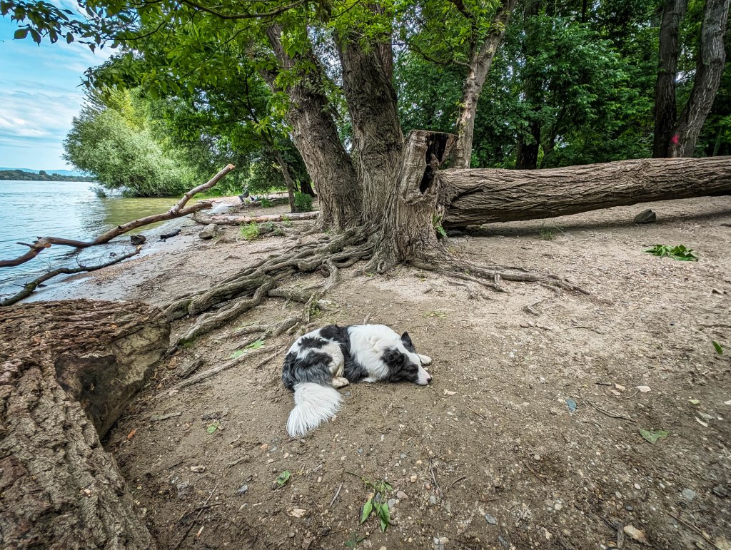 200×200 km projekt • 2024. 05. 25–26. • Budapest: Hármashatárhegyi repülőtér + Budapest: Népsziget, Palotai-sziget&nbsp;Cimbivel