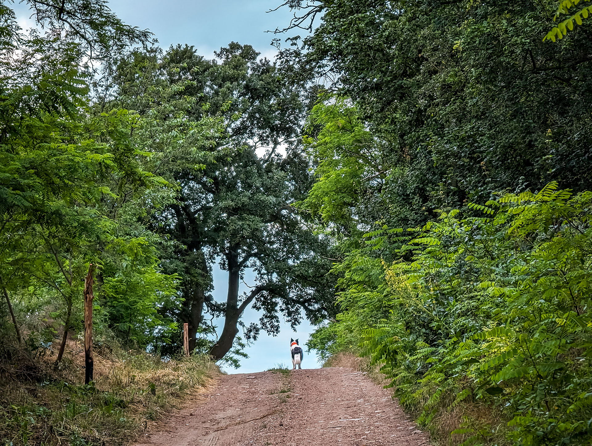 200×200 km projekt • 2024. 06. 01–02. • Budapest: Palotai-sziget, Népsziget + Piliscsaba: Garancs – Tinnye: Forbán Cimbivel