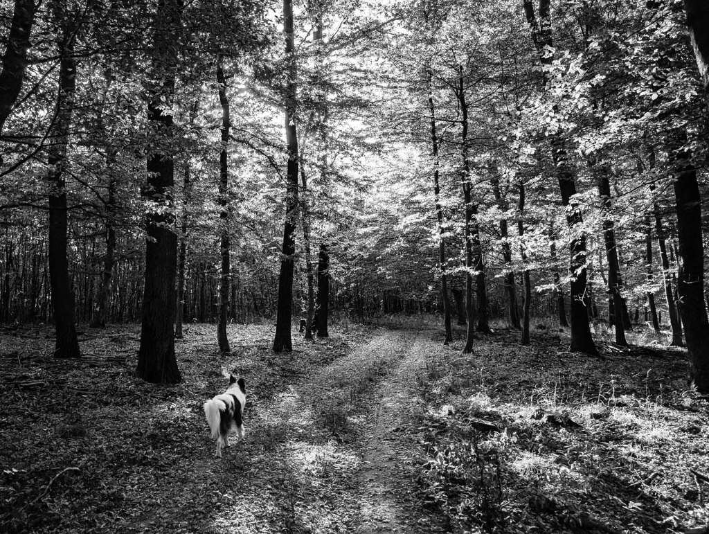 200×200 km projekt • 2024. 08. 31. • Nyergesújfalu: Maróti-kő, Marót-hegy&nbsp;Cimbivel